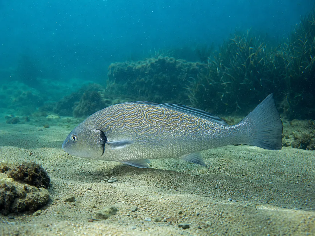 Ombrina (Umbrina cirrosa) nel suo habitat