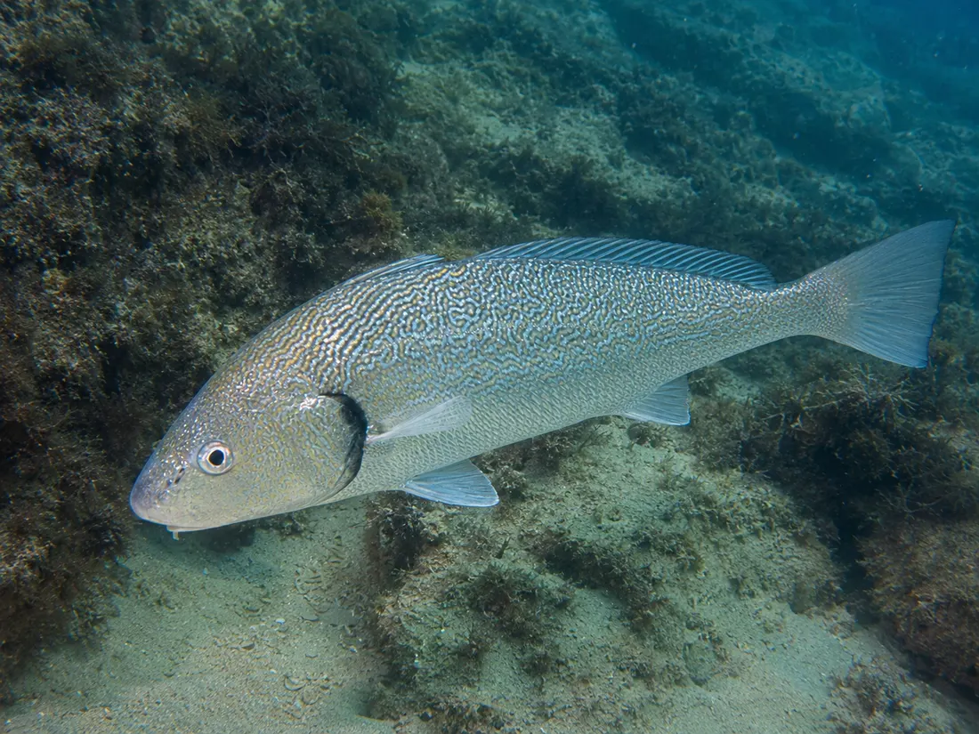 Ombrina (Umbrina cirrosa) in gruppo