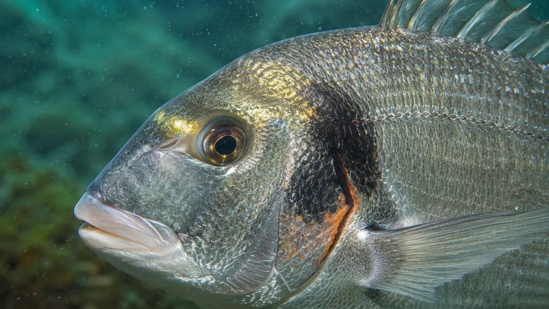 Orata (Sparus aurata) in un dettaglio ravvicinato
