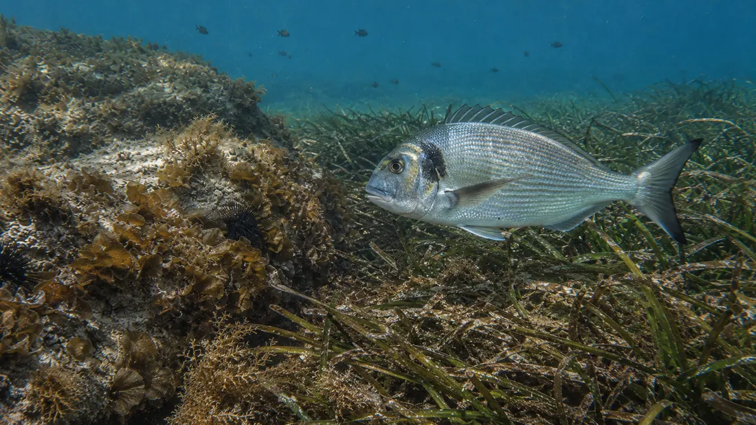 Orata (Sparus aurata) nel suo habitat