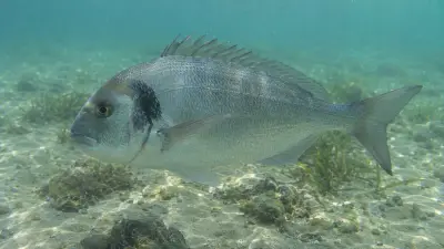 Orata