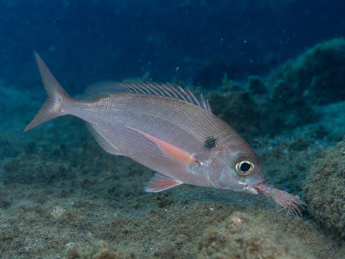 Occhione (Pagellus bogaraveo) in azione