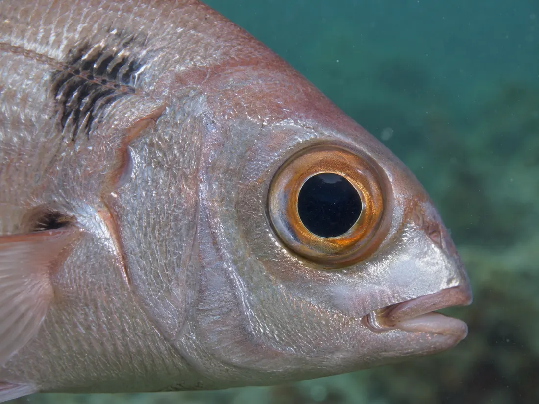 Occhione (Pagellus bogaraveo) in un dettaglio ravvicinato