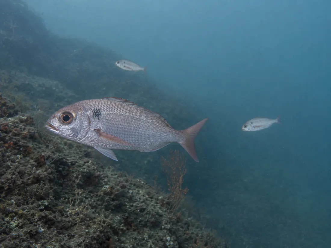 Occhione (Pagellus bogaraveo) nel suo habitat