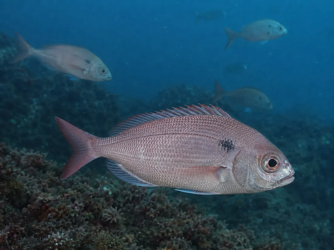 Occhione (Pagellus bogaraveo) in gruppo