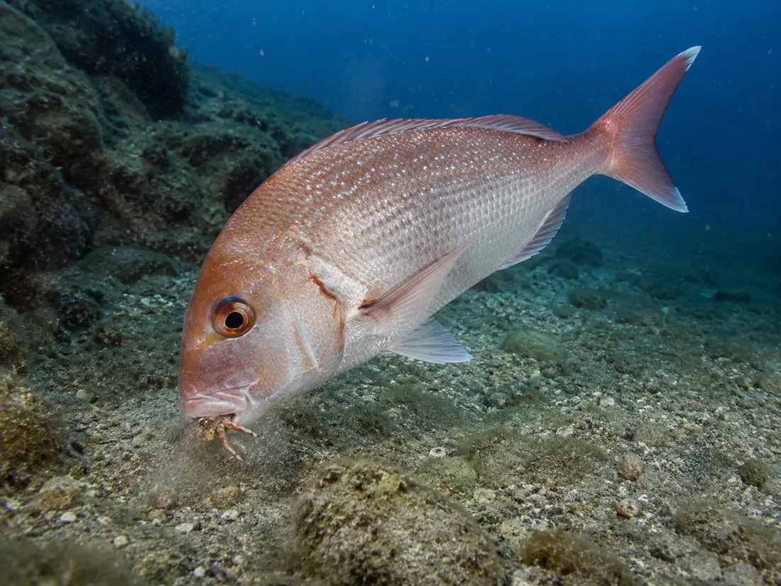Pagro (Pagrus pagrus) in azione