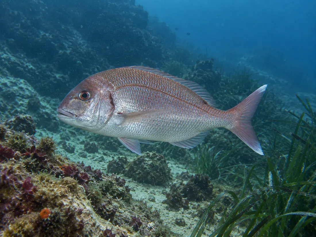 Pagro (Pagrus pagrus) nel suo habitat
