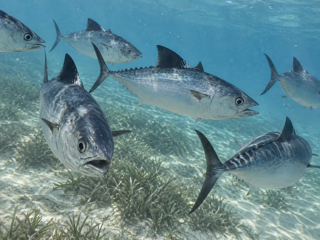 Palamita bianca (Orcynopsis unicolor) in gruppo