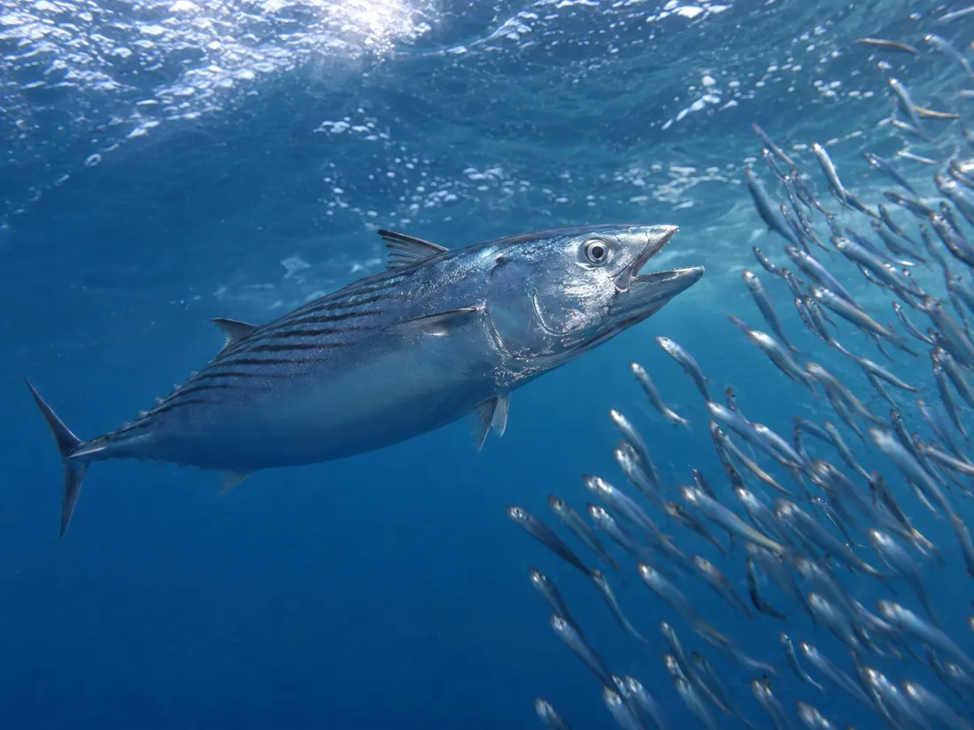 Palamita (Sarda sarda) in azione