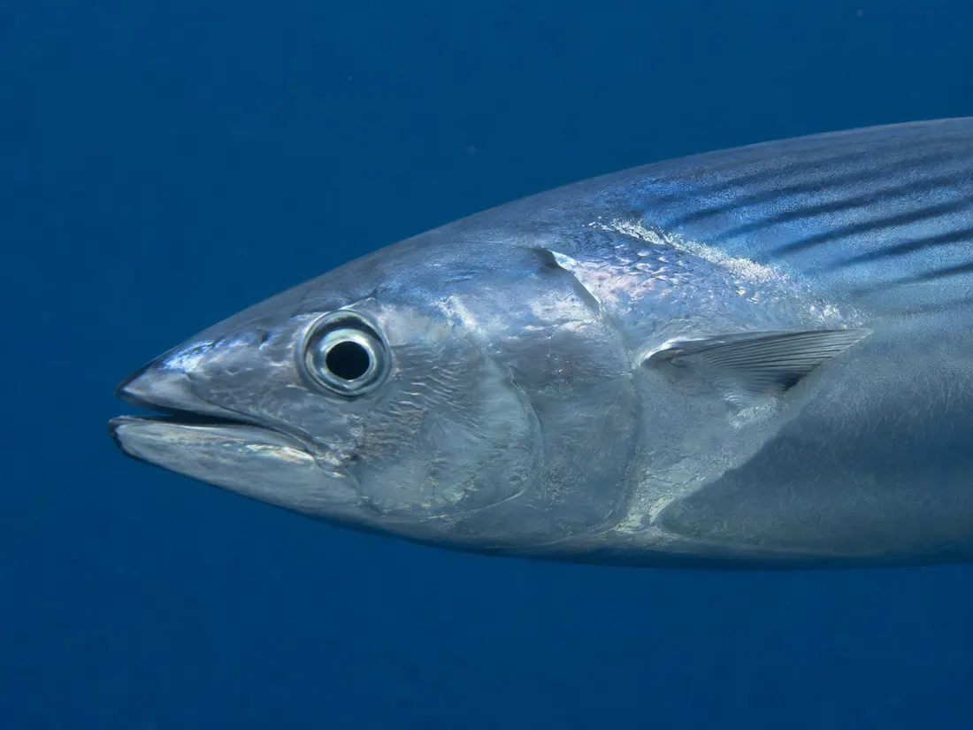 Palamita (Sarda sarda) in un dettaglio ravvicinato