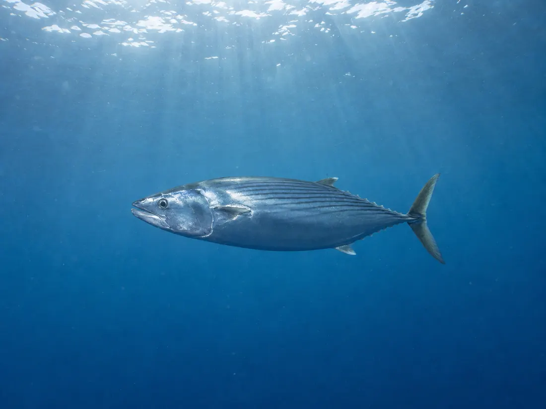 Palamita (Sarda sarda) nel suo habitat