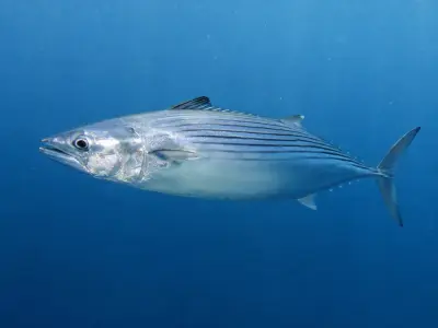 Palamita