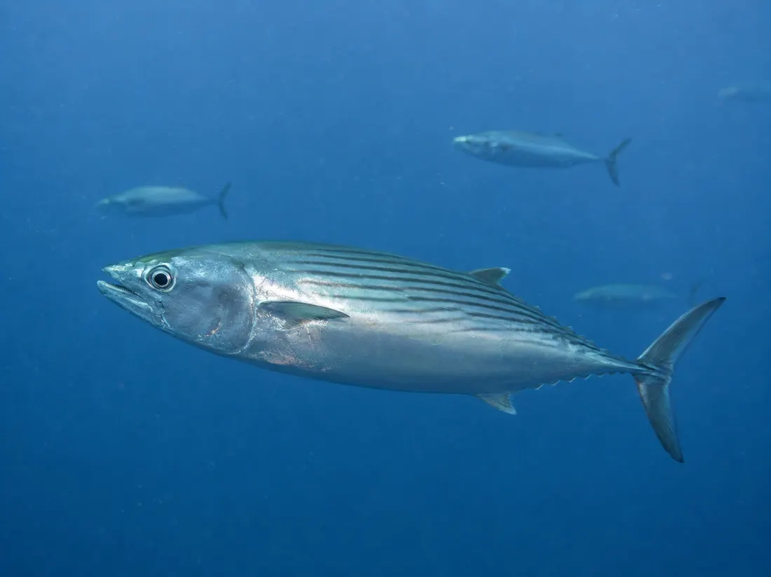 Palamita (Sarda sarda) in gruppo