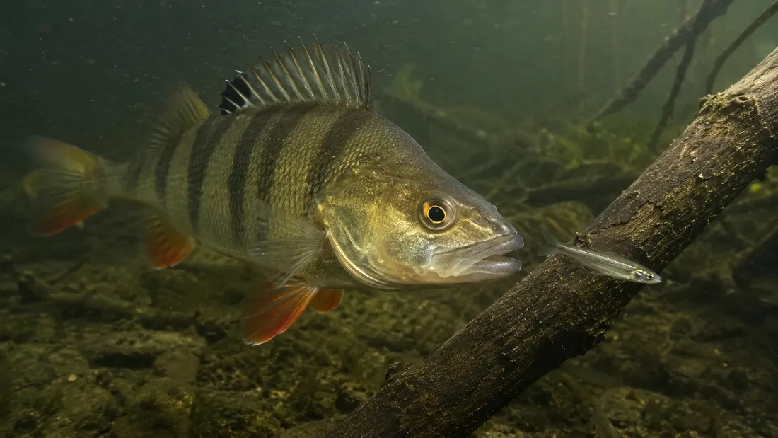 Persico reale (Perca fluviatilis) in azione