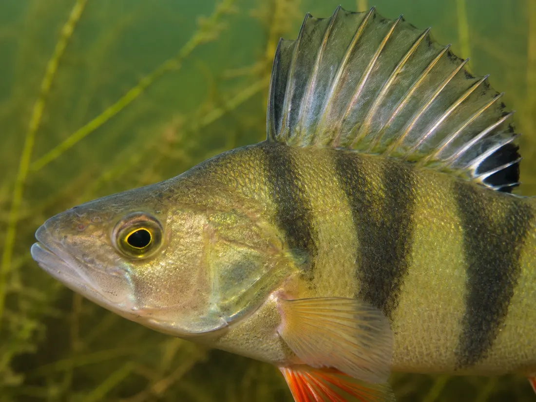 Persico reale (Perca fluviatilis) in un dettaglio ravvicinato