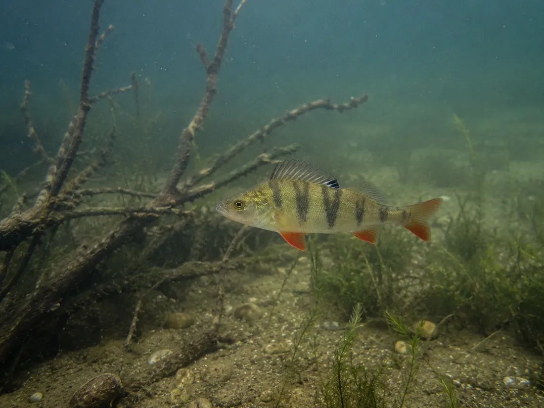 Persico reale (Perca fluviatilis) nel suo habitat