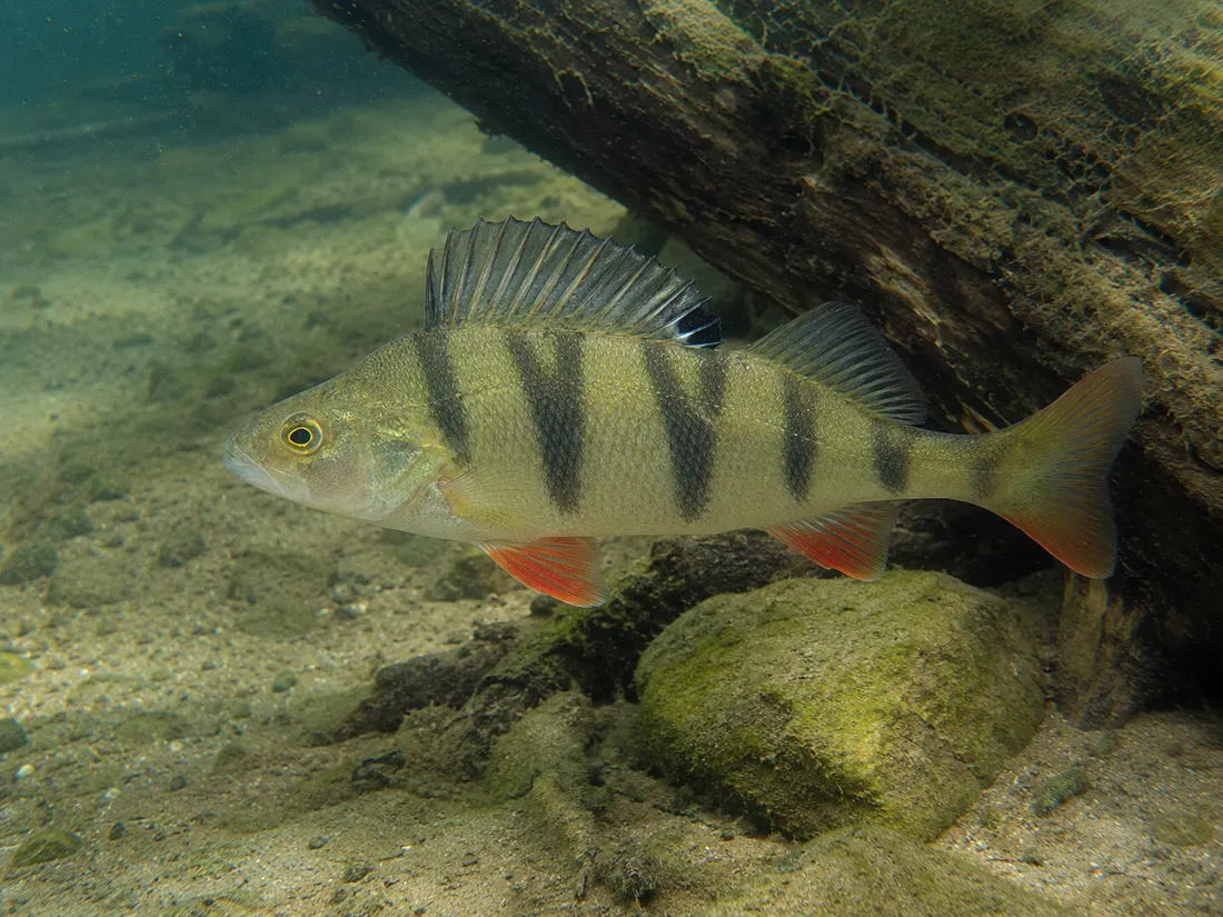Persico reale (Perca fluviatilis) in gruppo