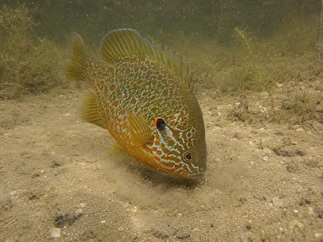 Persico sole (Lepomis gibbosus) in azione