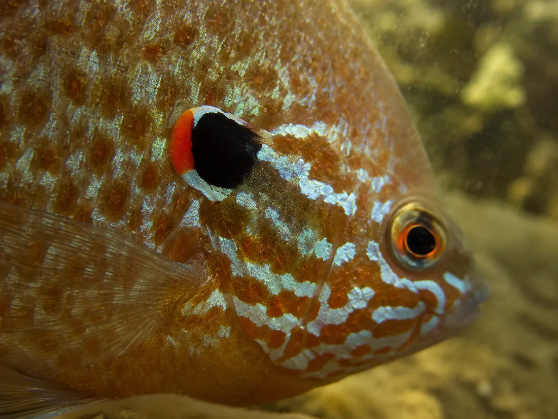 Persico sole (Lepomis gibbosus) in un dettaglio ravvicinato