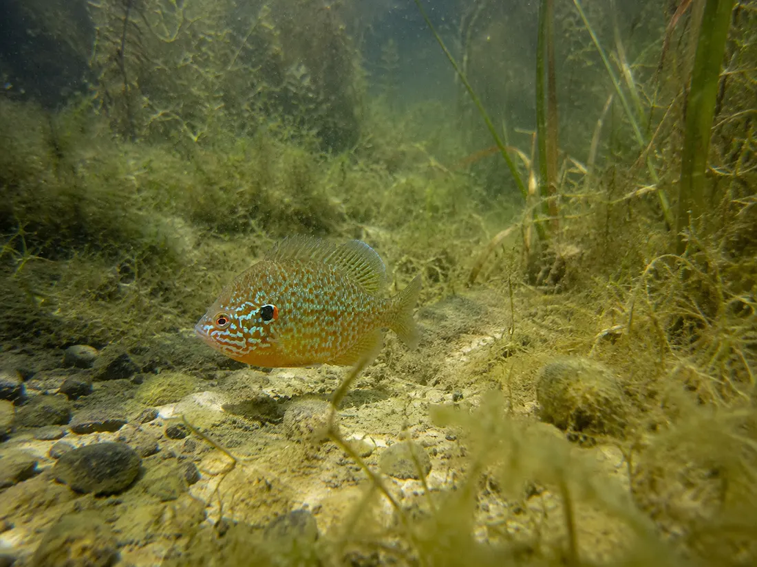 Persico sole (Lepomis gibbosus) nel suo habitat