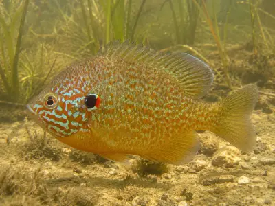 Persico sole