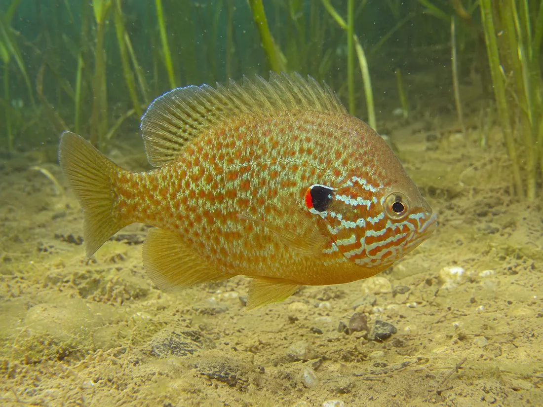 Persico sole (Lepomis gibbosus) in gruppo