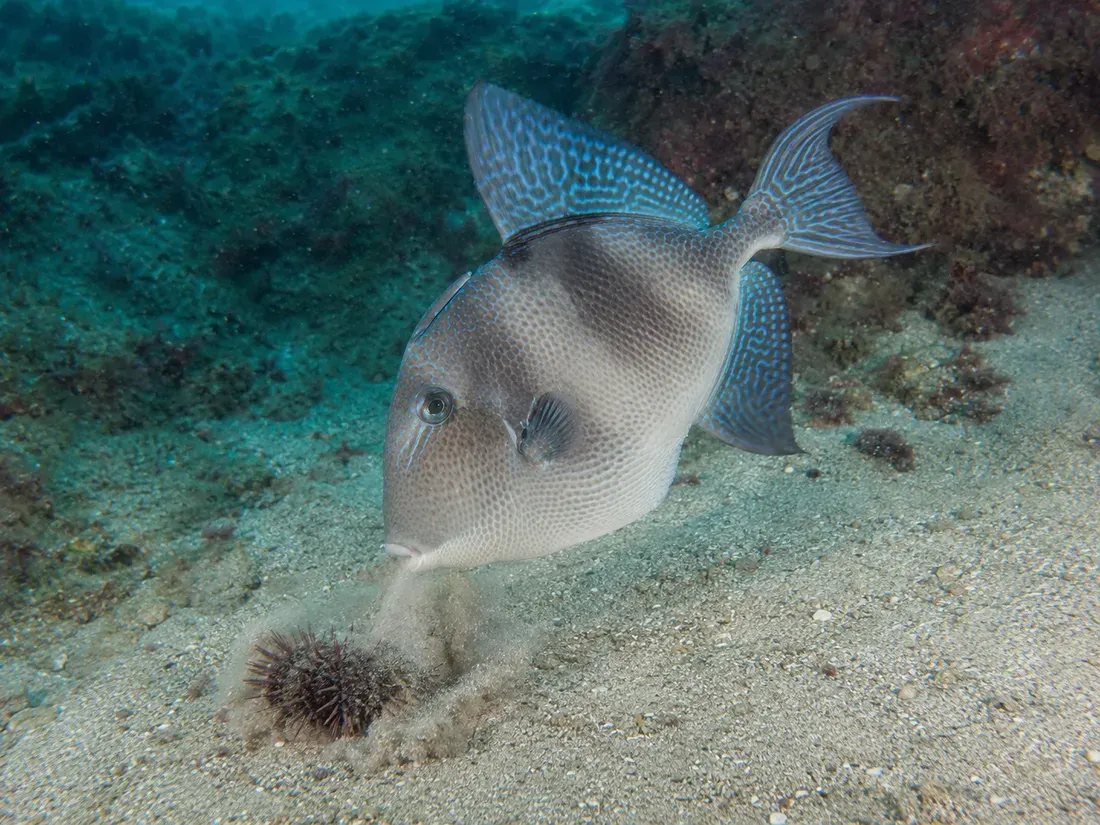 Pesce balestra (Balistes capriscus) in azione