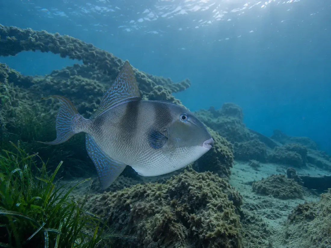 Pesce balestra (Balistes capriscus) nel suo habitat