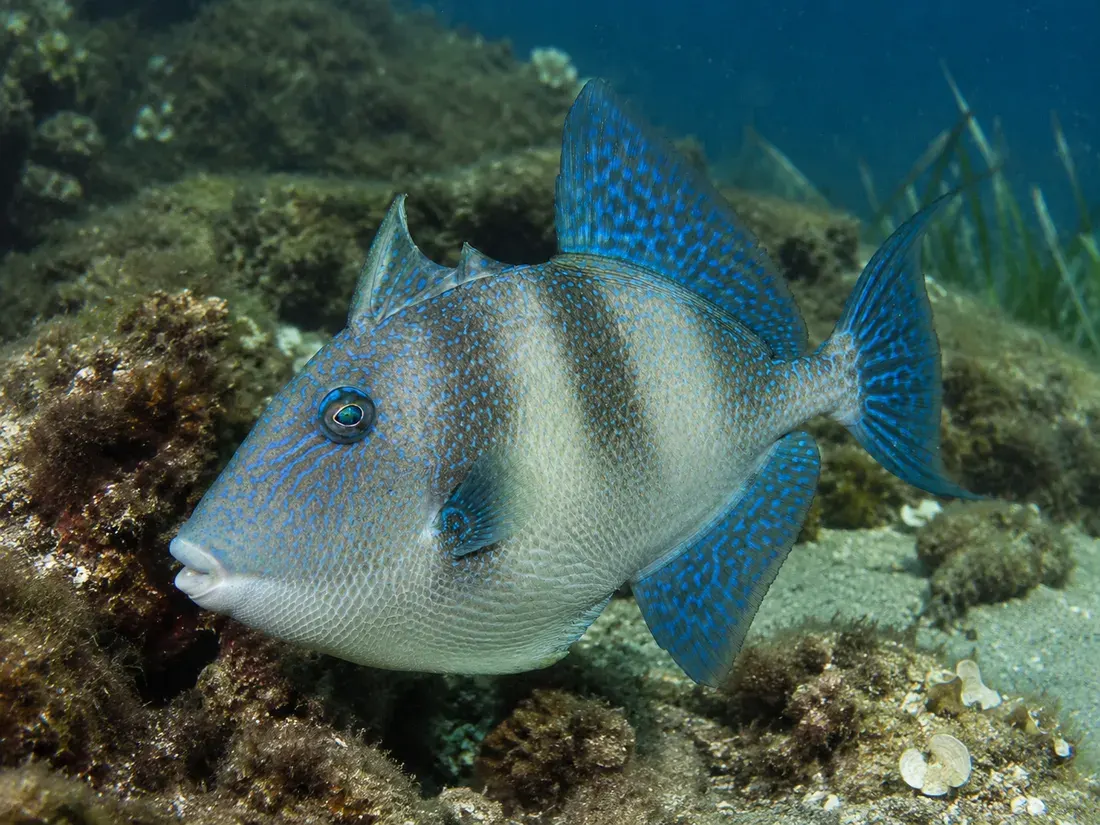 Pesce balestra (Balistes capriscus): esemplare fotografato