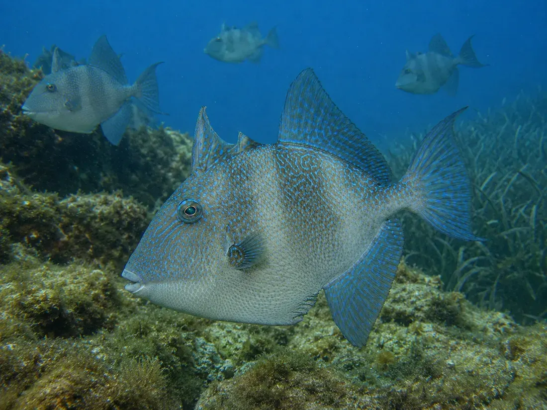 Pesce balestra (Balistes capriscus) in gruppo