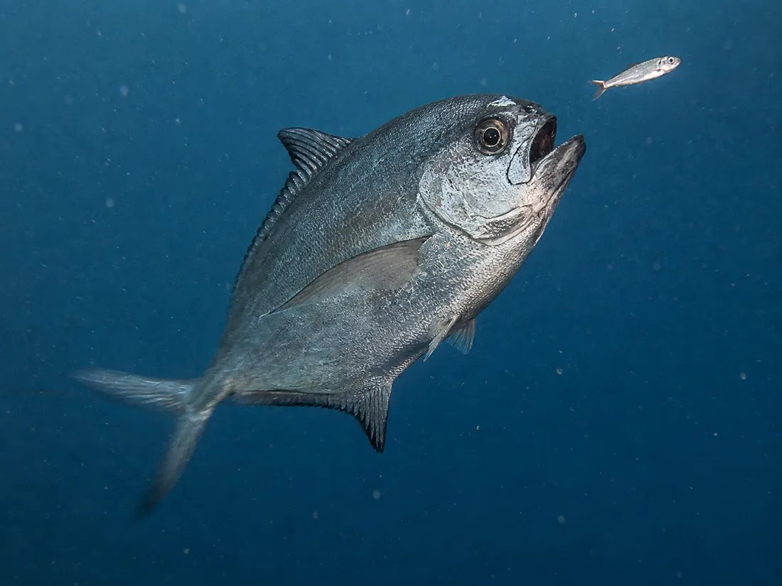Pesce castagna (Brama brama) in azione