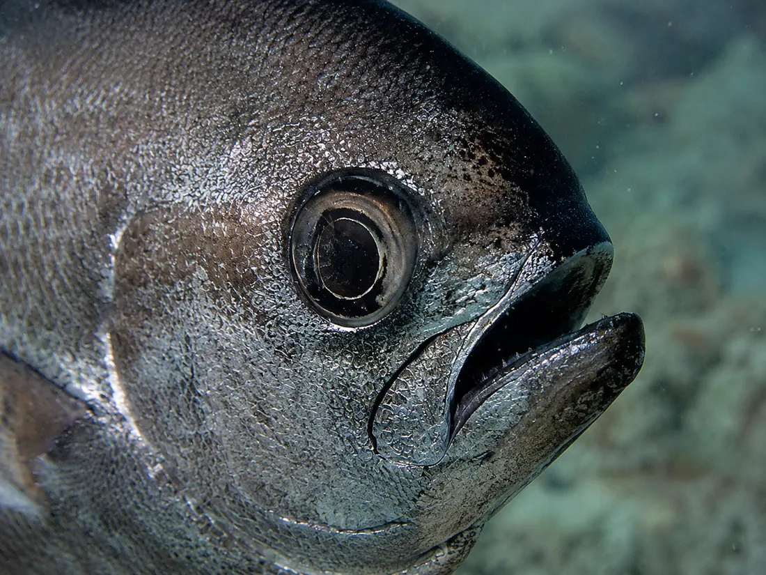 Pesce castagna (Brama brama) in un dettaglio ravvicinato