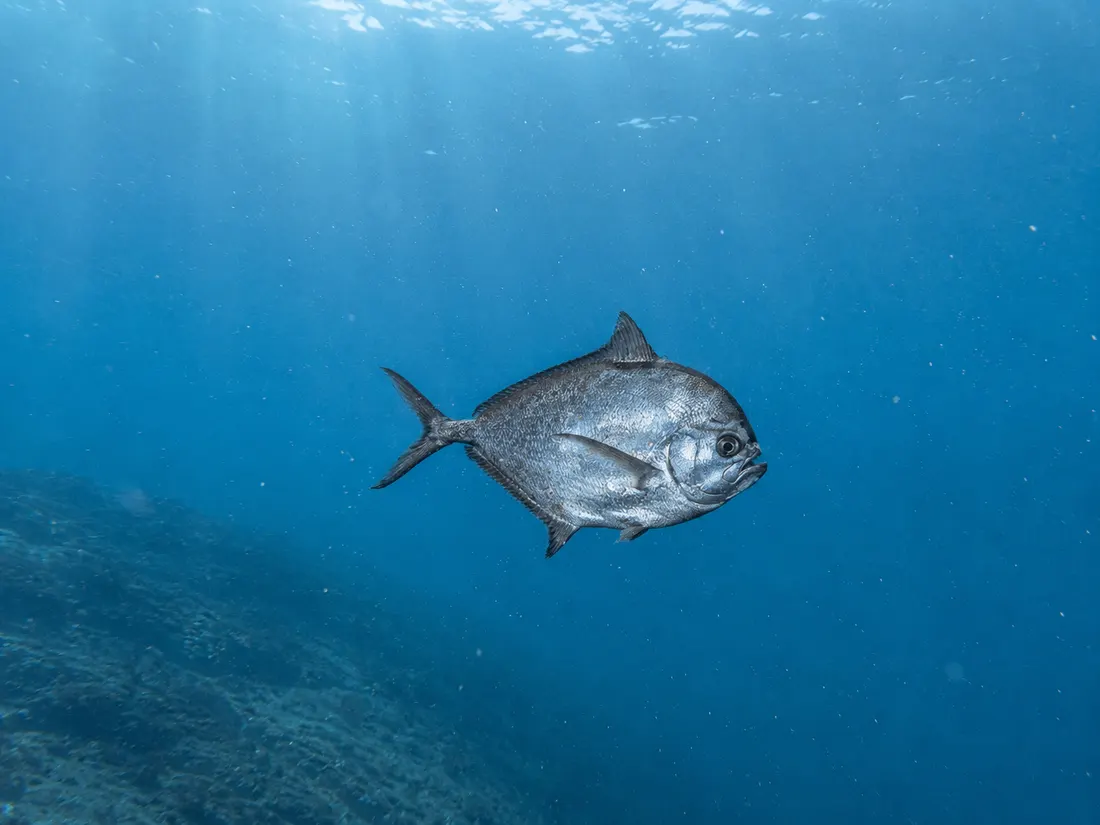 Pesce castagna (Brama brama) nel suo habitat