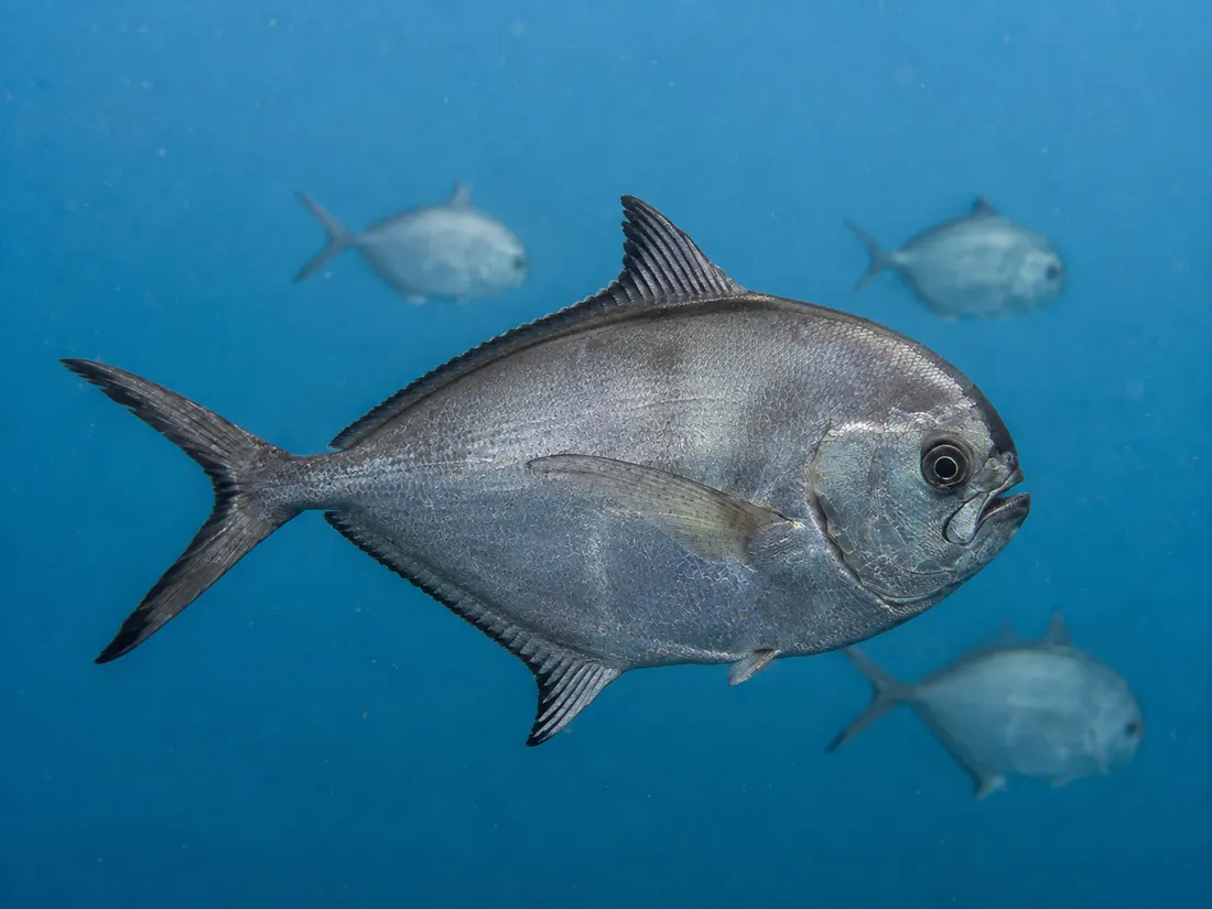 Pesce castagna (Brama brama) in gruppo