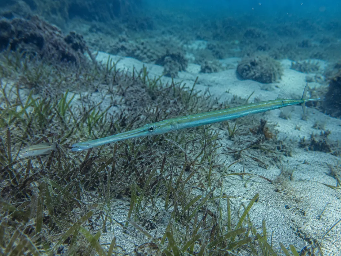 Pesce flauto (Fistularia commersonii) in azione