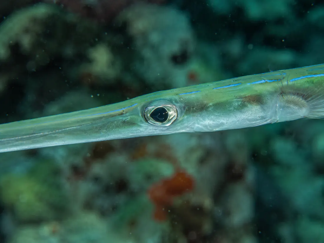 Pesce flauto (Fistularia commersonii) in un dettaglio ravvicinato