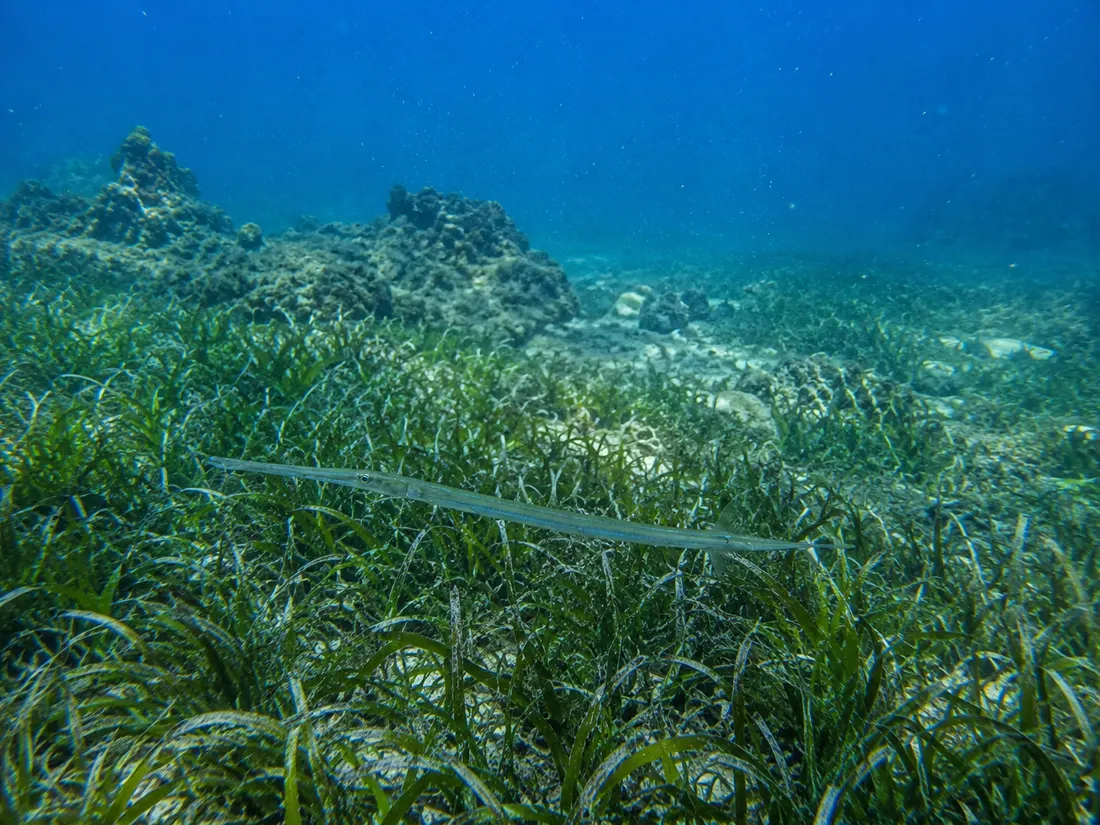 Pesce flauto (Fistularia commersonii) nel suo habitat