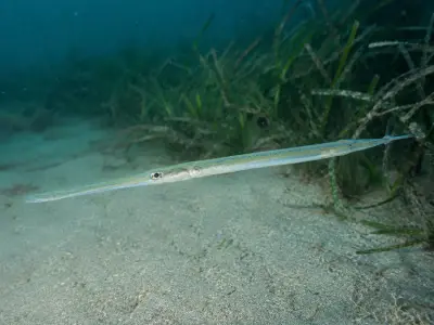 Pesce flauto