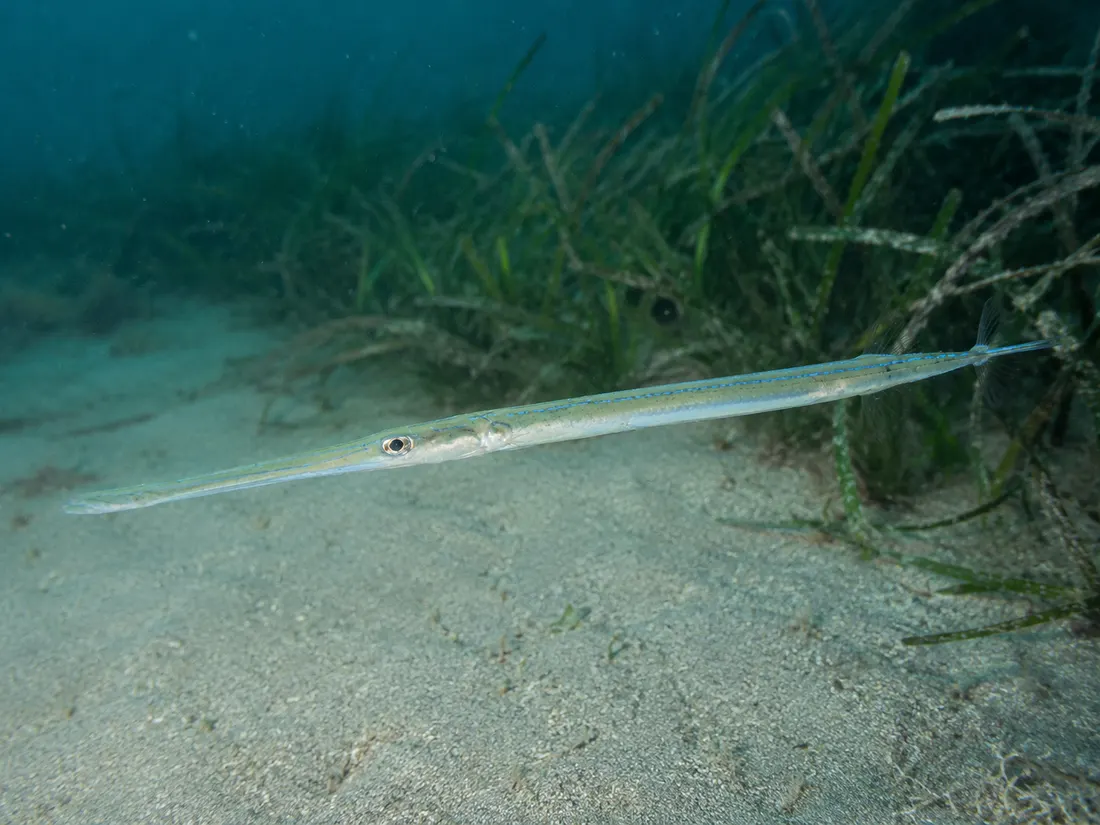 Pesce flauto (Fistularia commersonii): esemplare fotografato