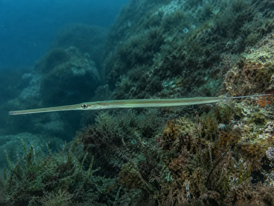 Pesce flauto (Fistularia commersonii) in gruppo
