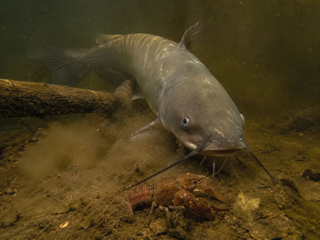 Pesce gatto americano (Ictalurus punctatus) in azione