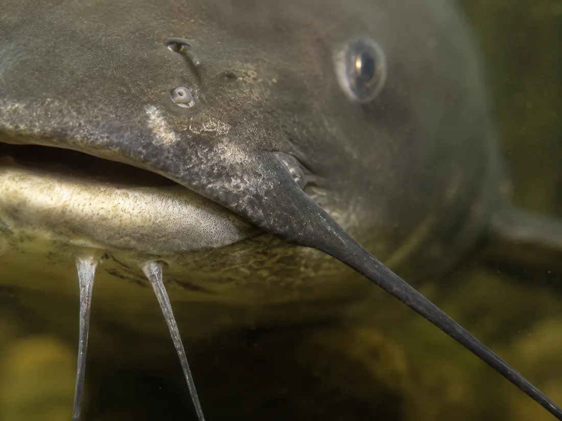 Pesce gatto americano (Ictalurus punctatus) in un dettaglio ravvicinato