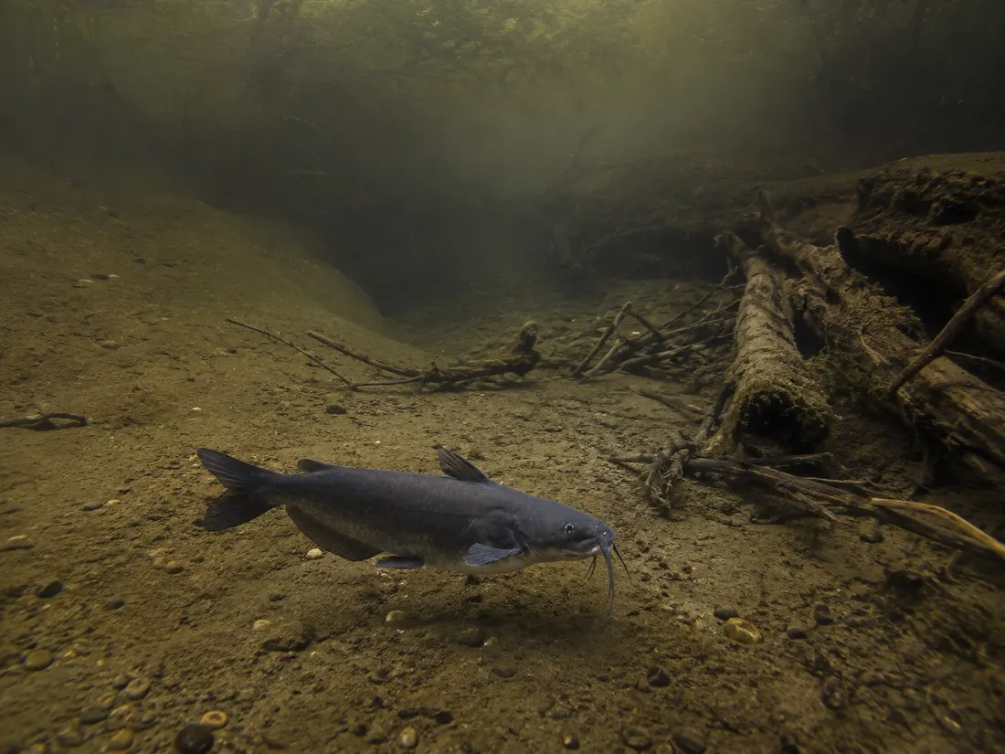 Pesce gatto americano (Ictalurus punctatus) nel suo habitat