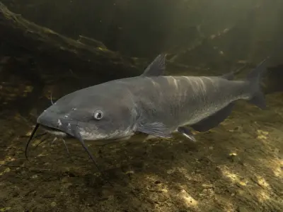 Pesce gatto americano