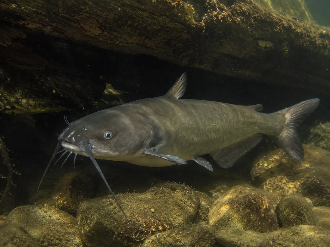 Pesce gatto americano (Ictalurus punctatus) in gruppo