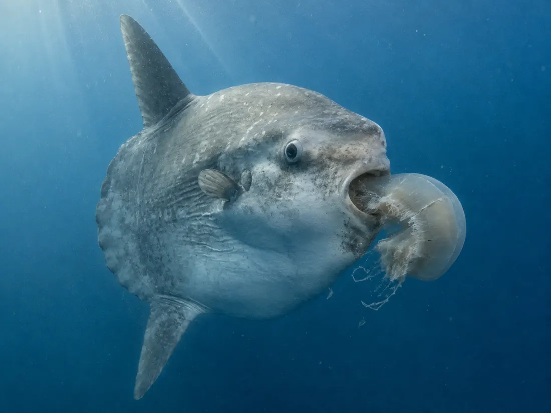 Pesce luna (Mola mola) in azione