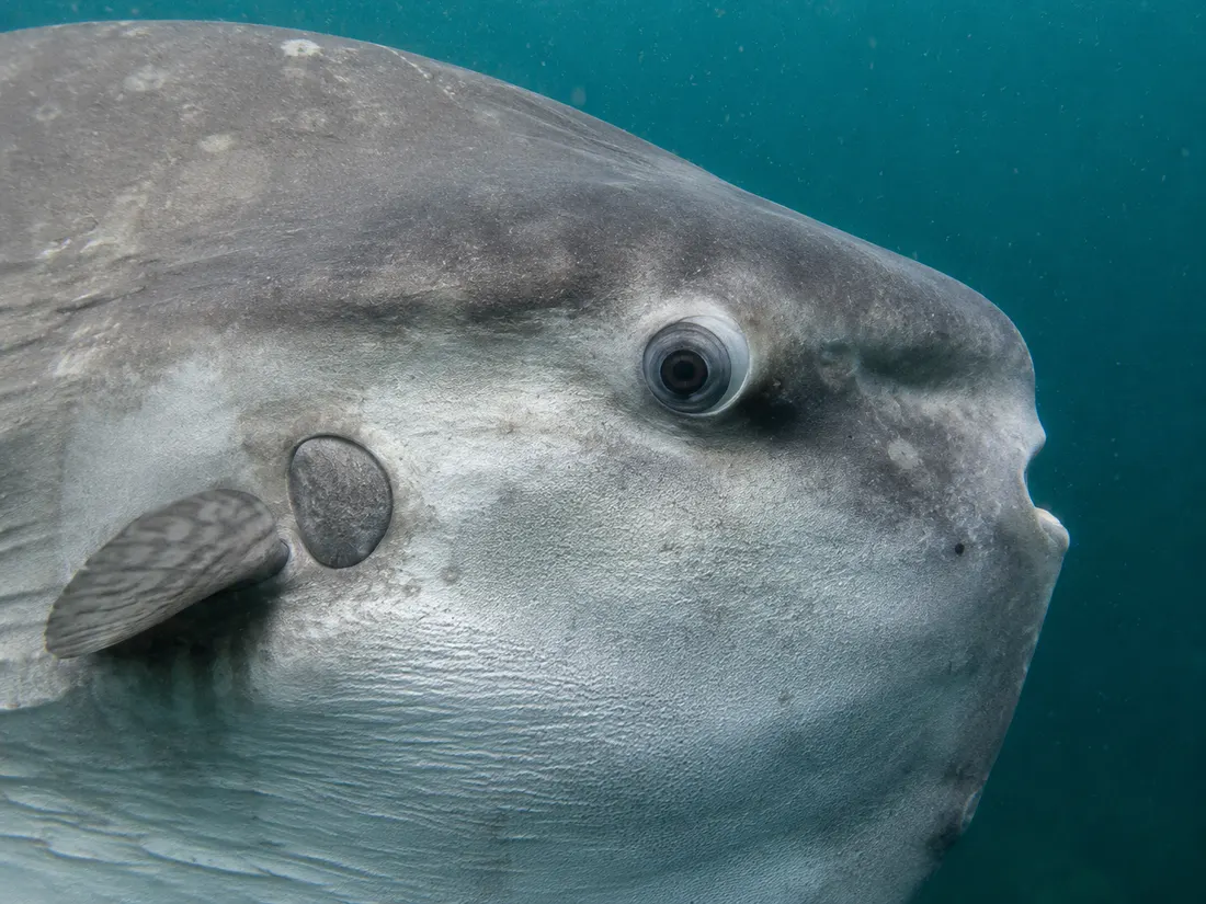 Pesce luna (Mola mola) in un dettaglio ravvicinato