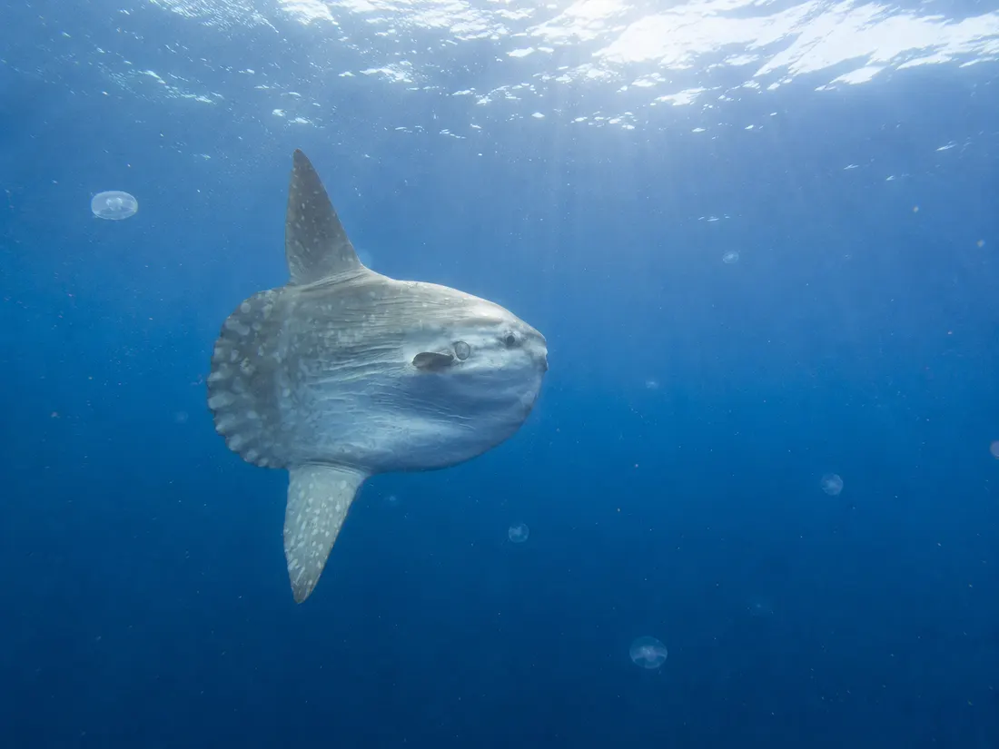 Pesce luna (Mola mola) nel suo habitat