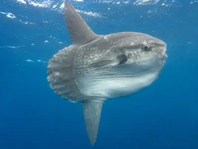 Pesce luna