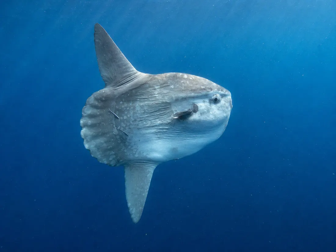 Pesce luna (Mola mola) in gruppo